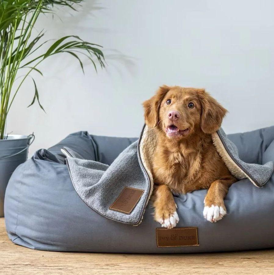 Pet Friendly Condos in Phuket